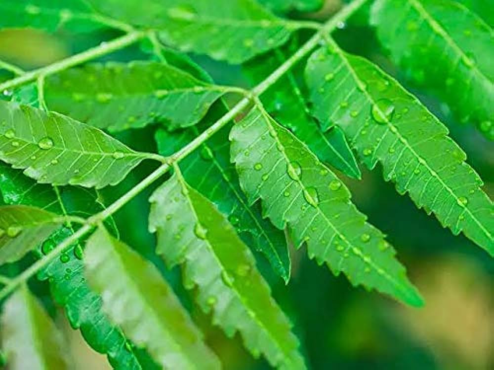 NEEM PATTI POWDER ( Buy one Get One)